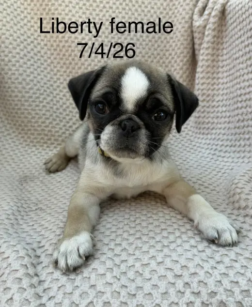 Liberty (in foster)