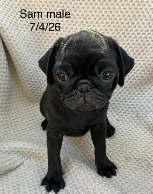 Sam (in foster)