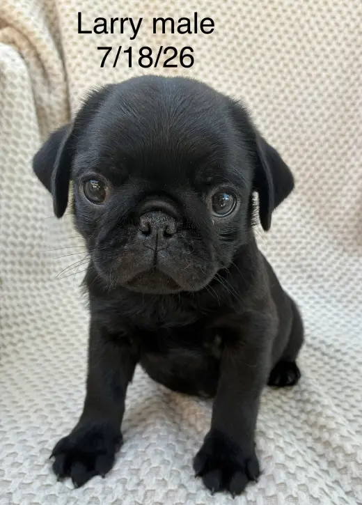Larry (in foster)