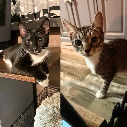 Curly & Lady Larry
