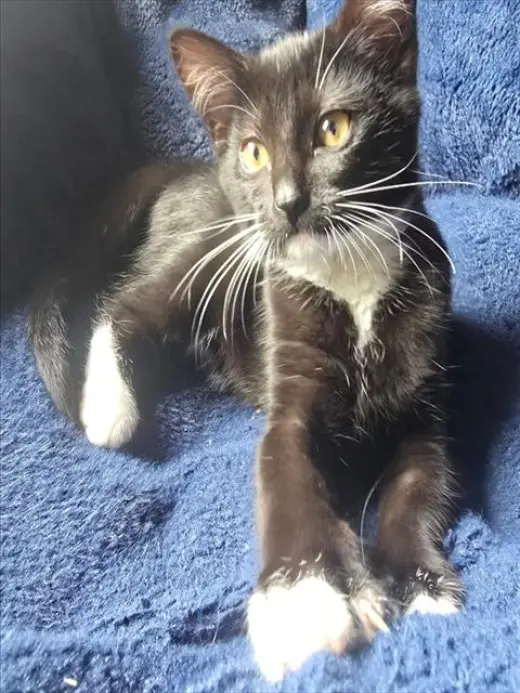 MINNIE