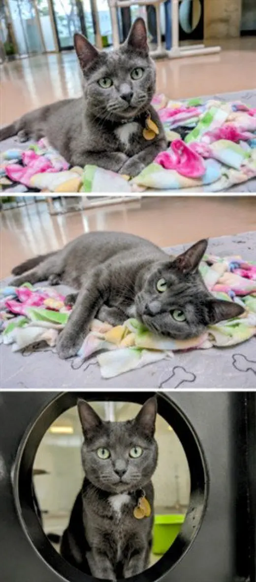 TICO