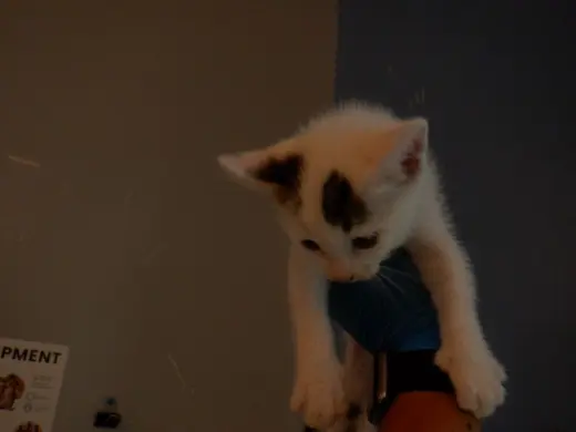 BLUEBERRY
