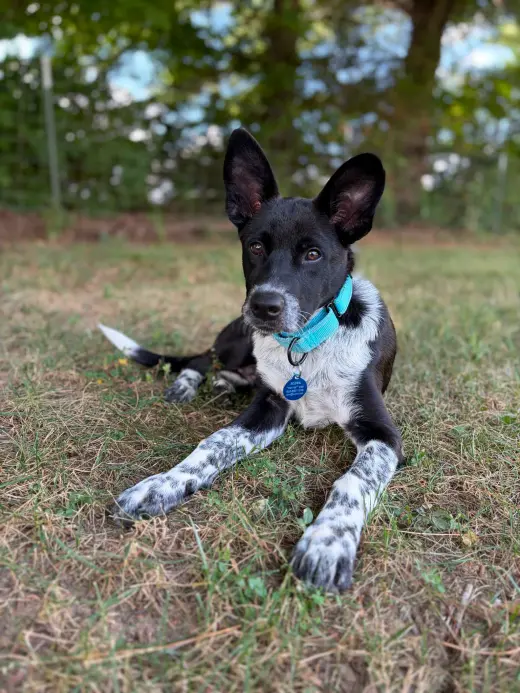 Sam (a courtesy listing in Bardstown, Kentucky)