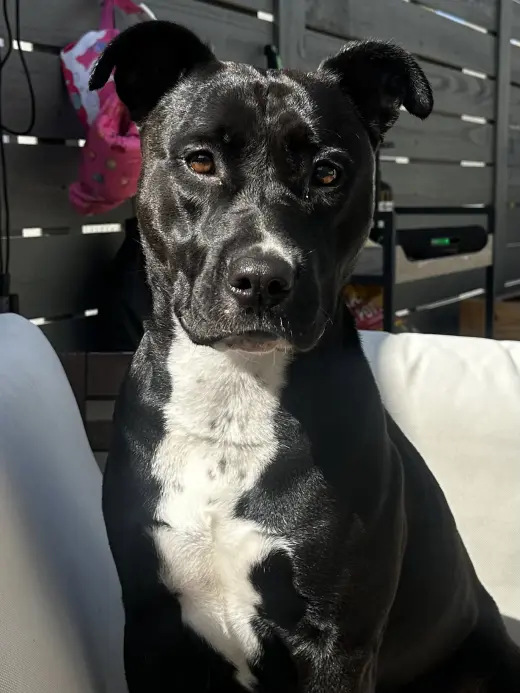 Sadie