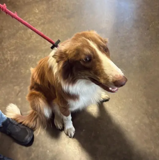 Found stray: Roger