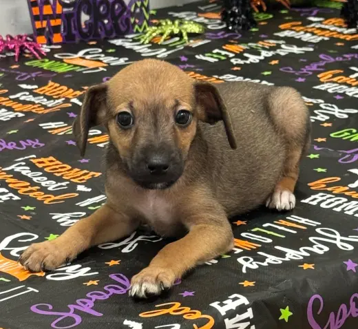 Tilly (NY-Sarah)