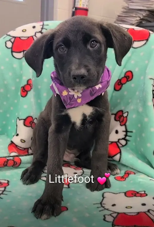 Littlefoot (NY-Danielle)