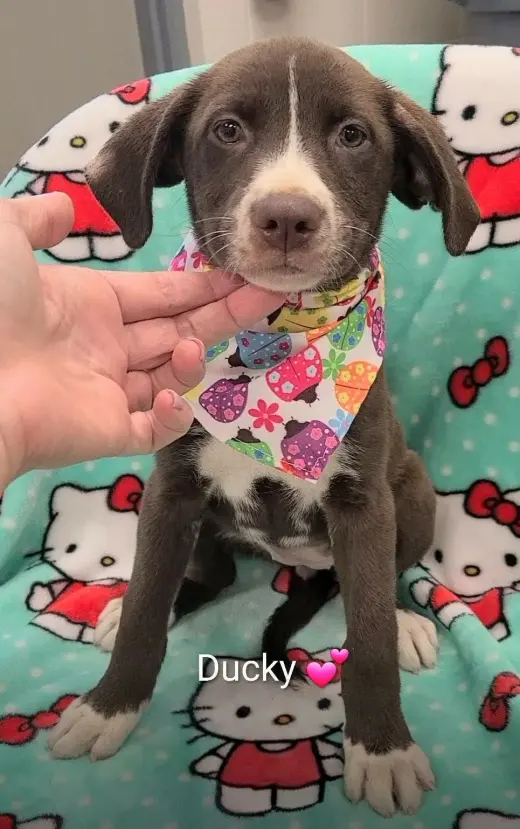 Ducky (NY-Danielle)