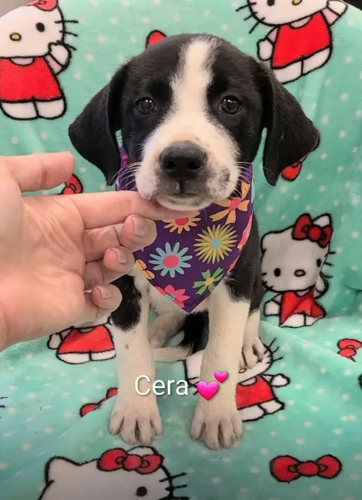 Cera (NY-Danielle)