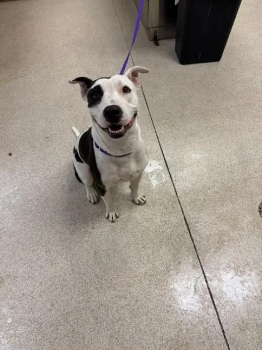 SPOTTIE