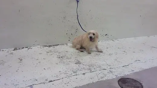 PEANUT