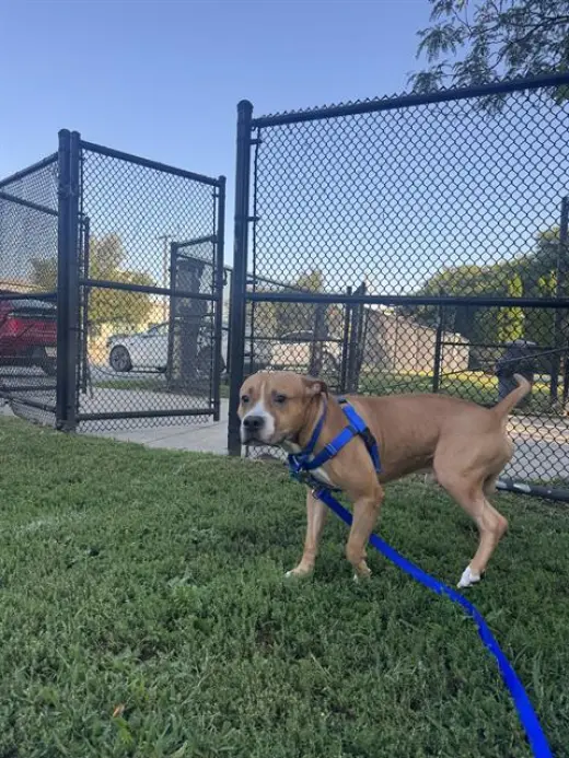 ROKO