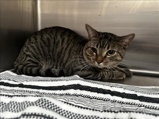 MILO