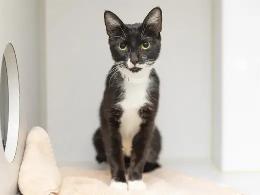 LIZZIE