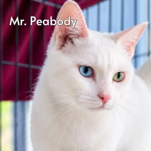 Mr Peabody (Courtesy Posting)