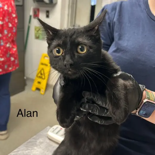 ALAN