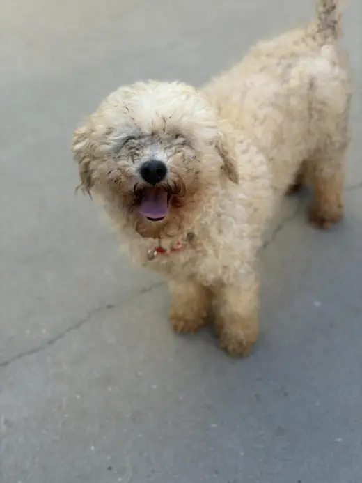 FRANKIE