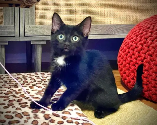 EVIE