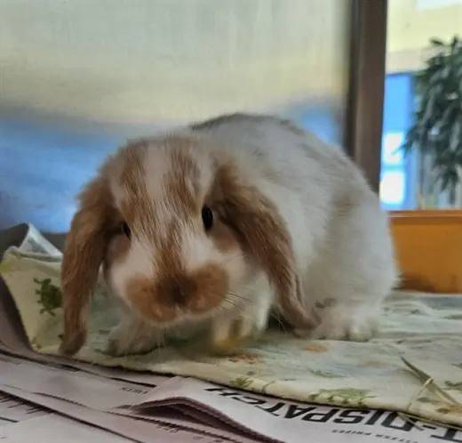 SWISS ROLL