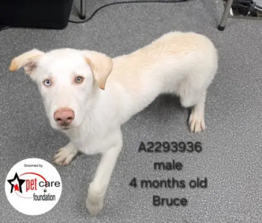 BRUCE
