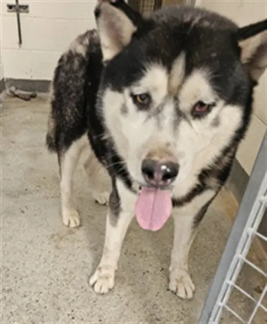 BALTO