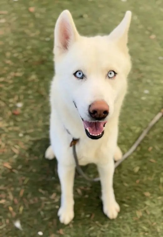 HIRO