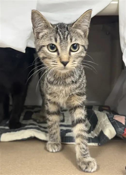 FELIX