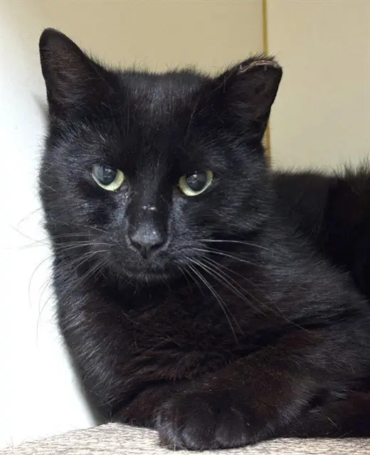 LICORICE