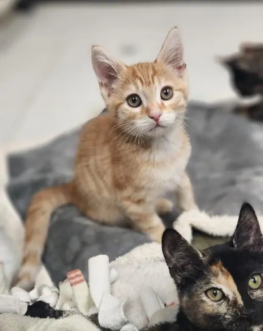 Kitten 28174 (McLovin)