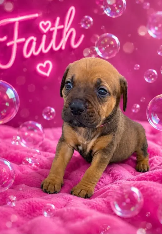 Faith