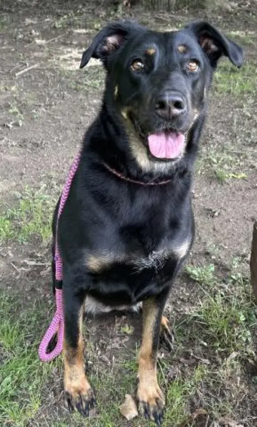 ROXIE