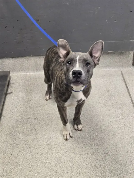 DUMBO