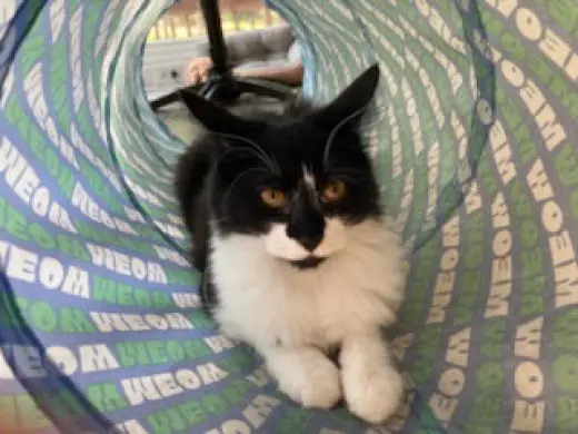 KITTEN AVA