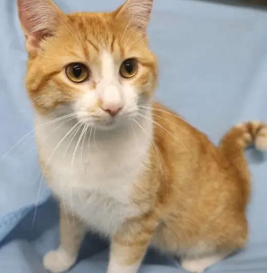 Simon