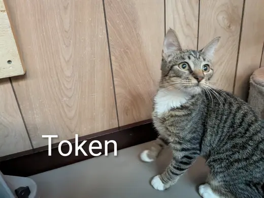 Token 5.26.26