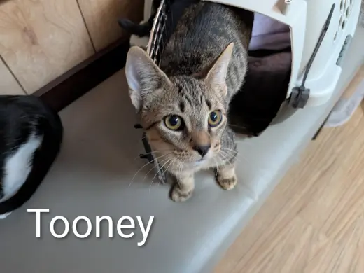 Tooney 5.26.26