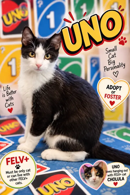 Uno: FeLV+ (FCID# 07/02/2026 - 27 Trainer)