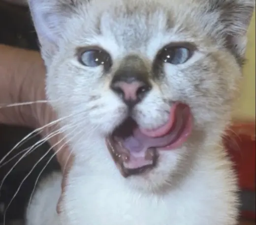 Tara