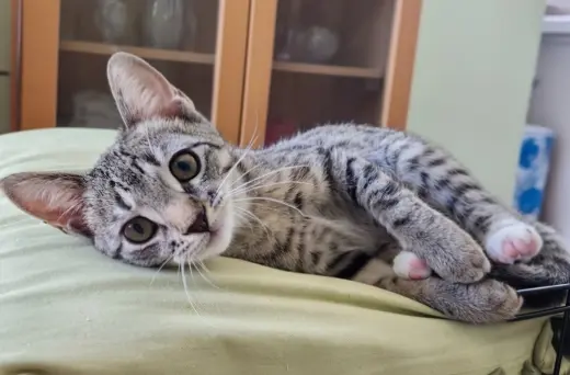 Marti