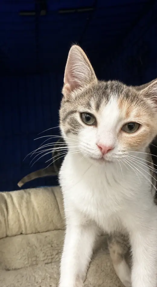 Mirabelle