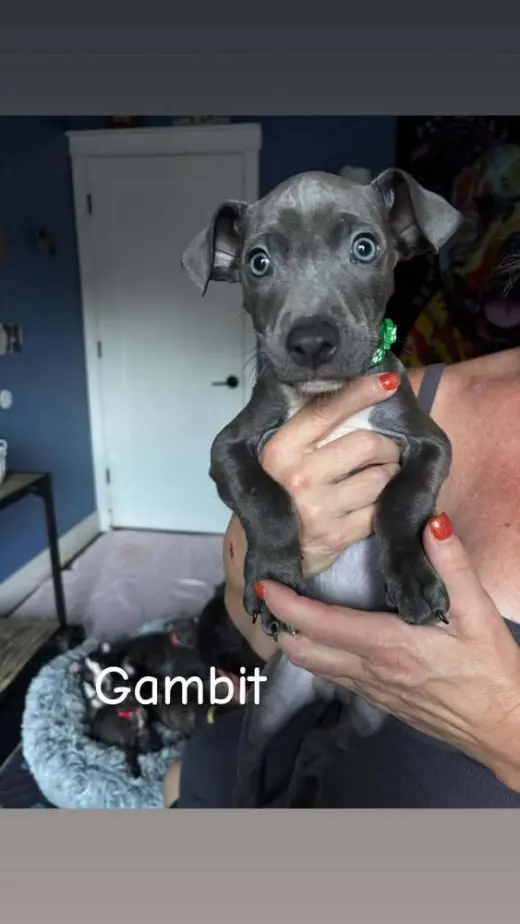 Gambit (Marvel 7)