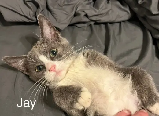 Jay