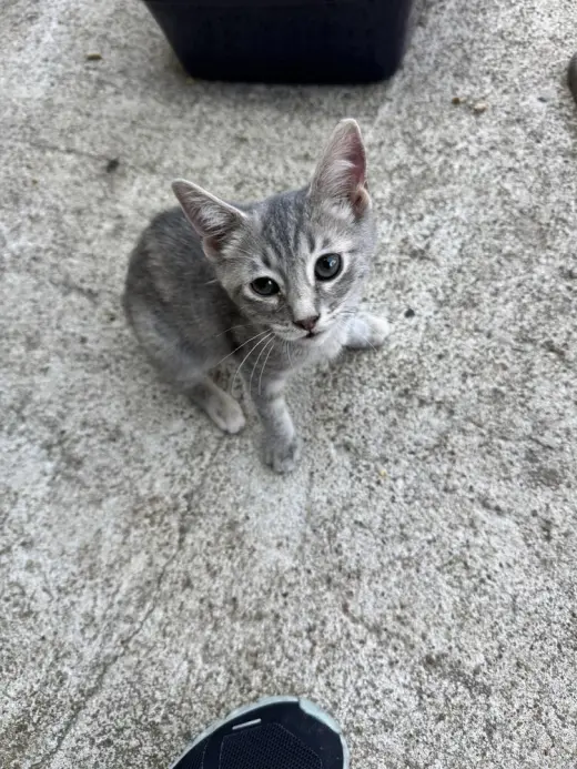 Praline