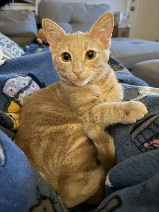 Lou