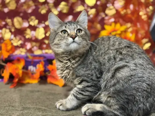 HAZEL