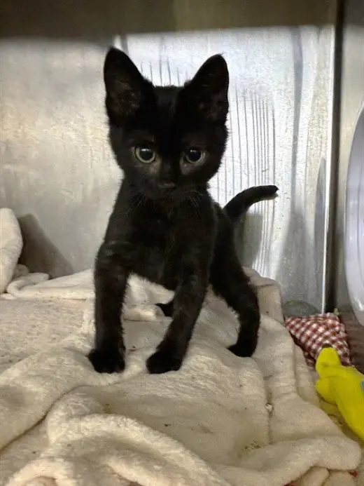 BINX
