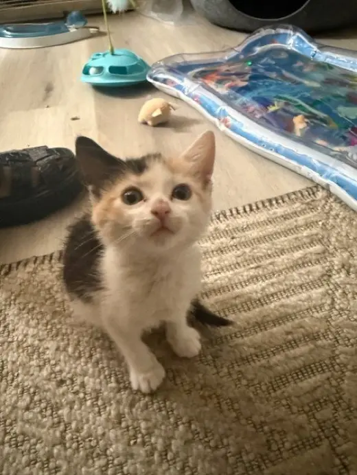 SWEET PEA