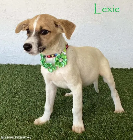 Lexie