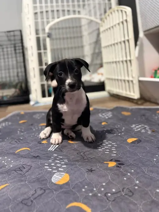 Oreo